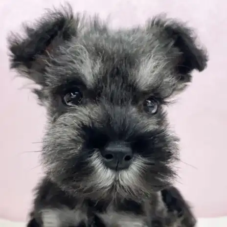 【 ミニチュアシュナウザー 】愛らしさ満点！小さめシュナくんが志村坂下店に登場！