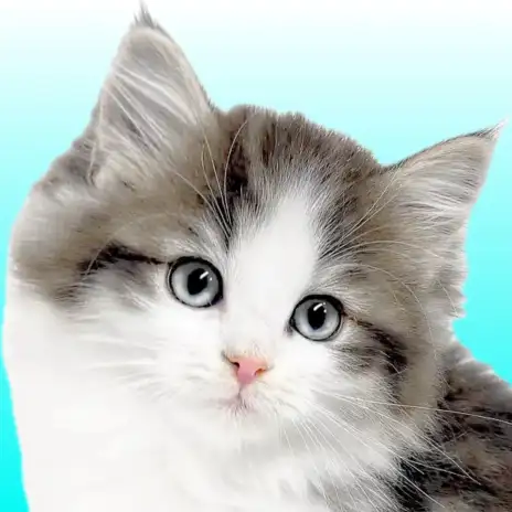 【 ノルウェージャンフォレストキャット 】可愛いだけじゃない！美しい森の妖精降臨