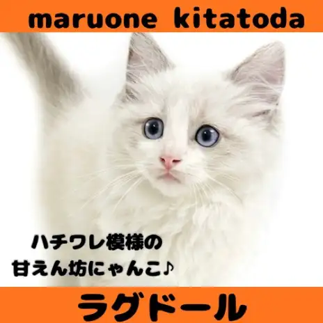 【 ラグドール 】可愛さと凛々しさを兼ね備えたラグドールの女の子入店！