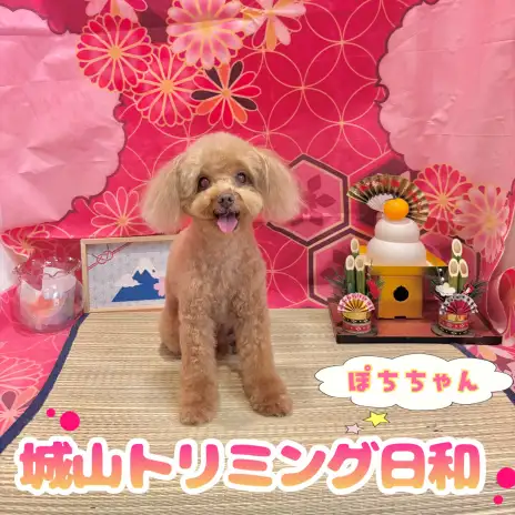 【 城山トリミング 】城山トリミング日和 No.28『ぽちちゃん』