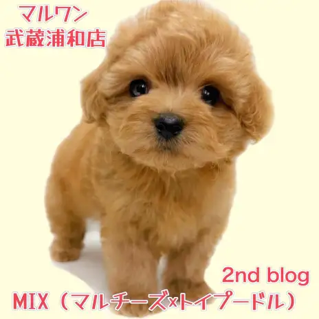 【 MIX(マルチーズ×トイプードル) 】短いマズルが魅力のアプリコットの男の子