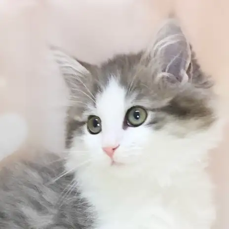 【 ノルウェージャンフォレストキャット 】お店に来て2週間すぎ美しい変化急上昇!