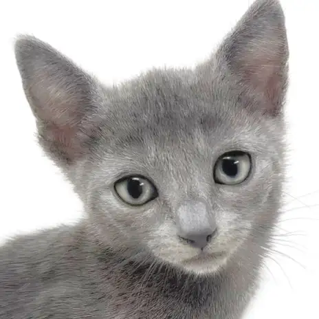 【 ロシアンブルー 】極上ブルーの短毛種!お留守番もできる遊び上手な女の子!