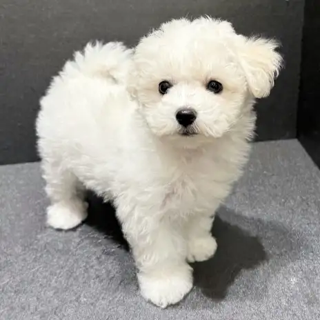 【 ビションフリーゼ 】反則級のかわいさ！ぬいぐるみフェイスの女の子