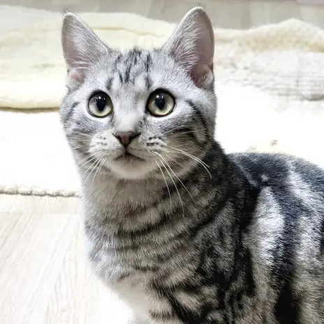 【 アメリカンショートヘア 】抱っこが好きすぎる？！甘えん坊さんな男の子