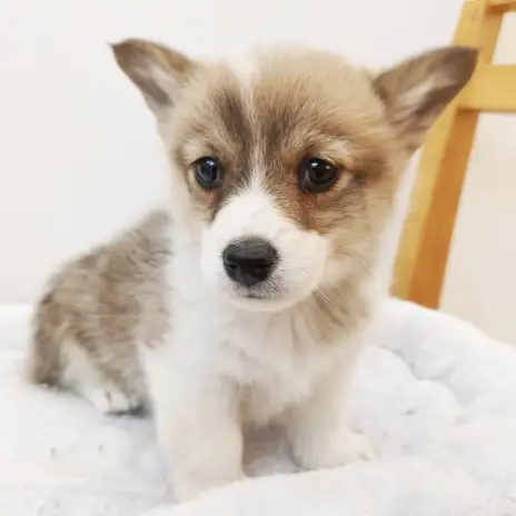 【 コーギー 】待望のコーギーちゃん久々の登場！ほっこり北通vol.271