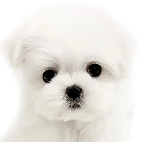 【 マルチーズ 】まるで綿あめ！透明感抜群の美形女子：ほっこり北通vol.274