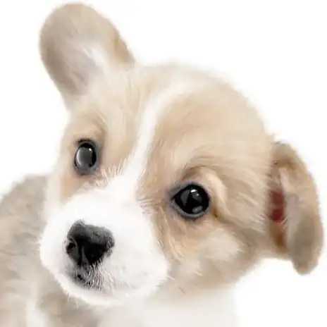 【 コーギー 】速報！マルワン大倉山店に胴長短足のリアル食パンがやってきた！