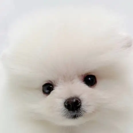 【 ポメラニアン 】プレミアム認定の小さめサイズの女の子が埼玉浦和に登場