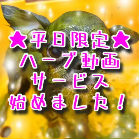 【 横浜元町サロン 】平日限定！ハーブ動画サービス始めました！！