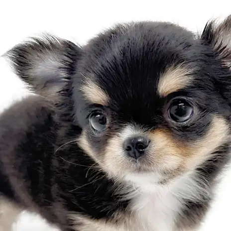 【 チワワ 】大注目の可愛すぎるお顔！！見逃し厳禁なスーパープレミアムガール！