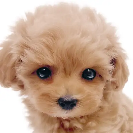 【 マルプー 】目ヂカラ最強！輝くアプリコットカラーが美しいMIXの女の子！