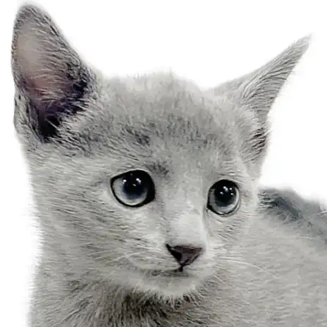 【 ロシアンブルー】極上ブルーボディ!優しく甘える癒し系の男の子!