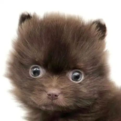 【 ポメラニアン 】チョコレートカラーの天才!激レアわんこ登場!