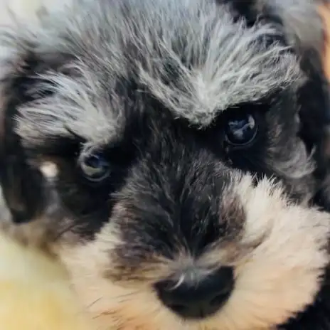 【 ミニチュアシュナウザー 】動くぬいぐるみ！！ ほっこり北通vol.278