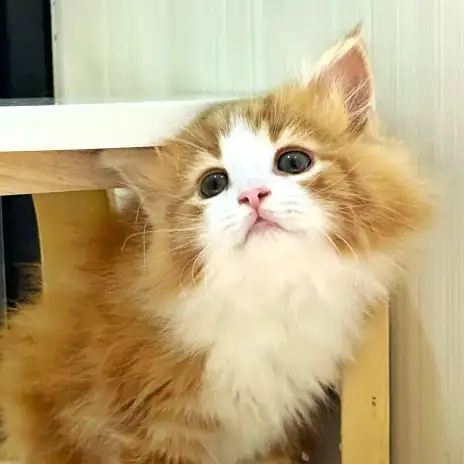 【 ノルウェージャン 】癒しの存在!穏やかでお迎えしやすい男の子