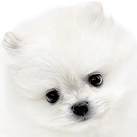 【 ポメラニアン 】春風に乗って極上のプレミアムワンコが白楽店に仲間入り！