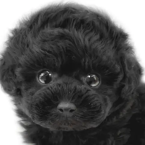【 トイプードル 】 童顔フェイスのこぐま系！魅力がたっぷりなブラックプードル