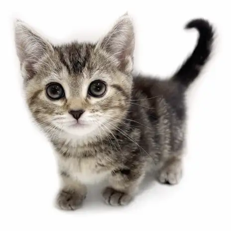 【 マンチカン 】短い足で歩く姿にキュン！2ヶ月の大人しい女の子