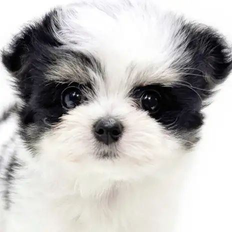 【 チワマル 】チワワとマルチーズの大人気MIX！希少な毛色が愛らしい女の子