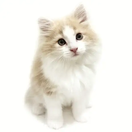 【 ノルウェージャン 】美しく可愛い！甘えんぼ全開の男の子