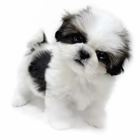 【シーズー】この柄、二度と出会えない。唯一無二の女の子！