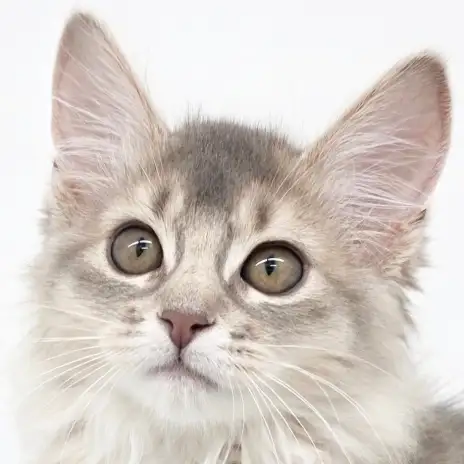 【 ソマリ 】パパはICCダブルチャンピオン！マルワンプレミアムの称号を得た美猫