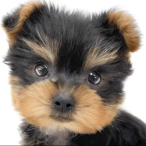 【 ヨークシャーテリア 】小さめサイズの男の子！小柄で抜け毛が少ない室内犬の魅力