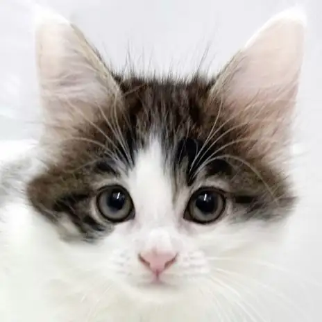 【 メインクーン 】見た瞬間に恋に落ちる！ブラウンタビー&ホワイトの女の子