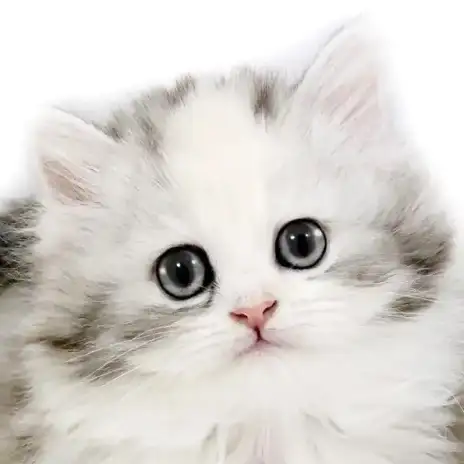 【 サイベリアン 】超美形なフレンドリーにゃんこ入店！ほっこり北通vol.279