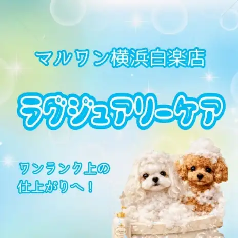 【 白楽店トリミング 】期間限定オプションのラグジュアリーケア！