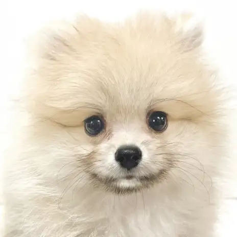 【 ポメラニアン 】可愛い秘訣はバランス良く整ったお顔！カッコ可愛い癒し系王子
