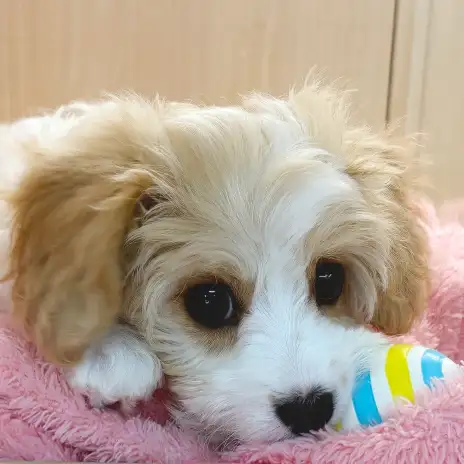 【 MIX 】ピヨピヨに躍動感満載で遊ぶ！表情豊かなキャバションちゃん！