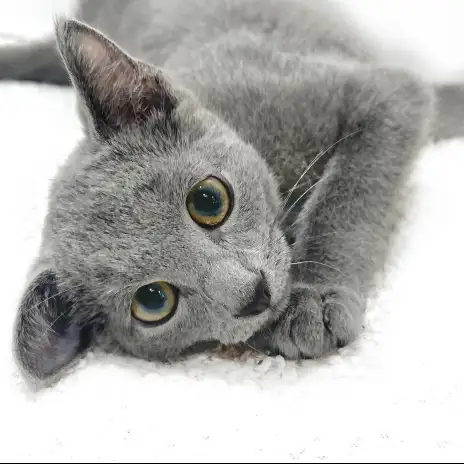 【 ロシアンブルー 】クールな美猫が見せるキュートで甘えん坊な姿をご紹介！