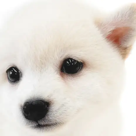 【 柴犬 】お父さんは豆柴！？優しく穏やかな性格が癒やし効果抜群な白柴の女の子！