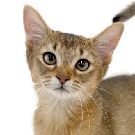 【 アビシニアン 】3ヶ月になったよ！喉を鳴らしながら甘えてくる美猫ちゃん
