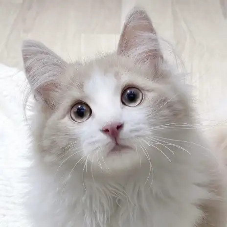 【 ノルウェージャン 】本日の鶴ヶ島っ子！穏やか男子のノルちゃん