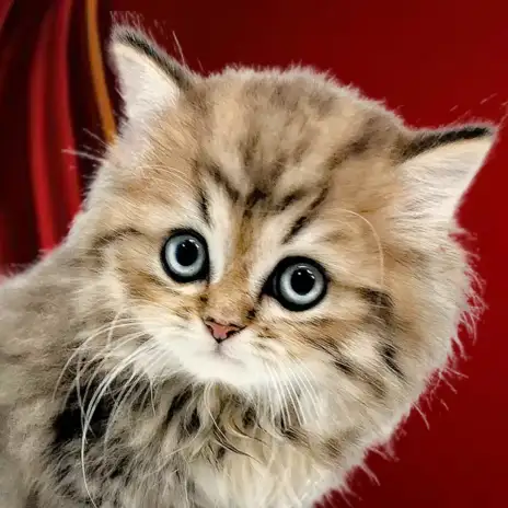 【 ペルシャ 】猫の王様降臨！華やかでゴージャスなチンチラゴールデン！
