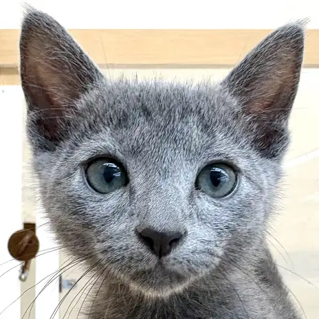 【 ロシアンブルー 】鮮やかなブルーが映える美形で甘えん坊子猫が東川口店に到来！
