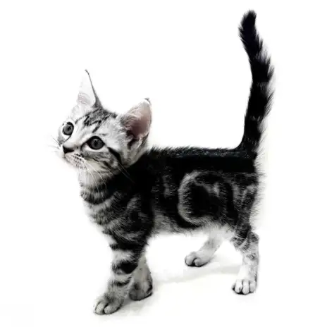【 アメリカンショートヘア 】人懐こく美麗な短毛猫種アメショ