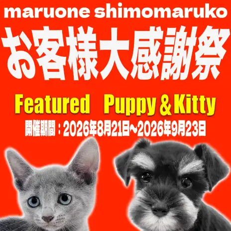 【 お知らせ 】大感謝祭開催中！可愛いが溢れる大田区下丸子店の子犬、子猫を紹介！