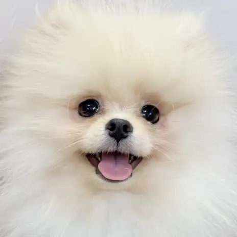 【 ポメラニアン 】爆発的な毛量でふっわふわ！沖縄生まれのぽっちゃん2ndブログ