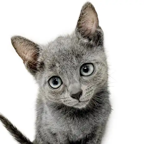 【 ロシアンブルー 】見た目とのギャップが凄すぎる？！甘えん坊な子猫