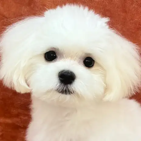 【 マルチーズ 】生後5ヶ月体重1.6kg！3大マナートレーニングに密着！
