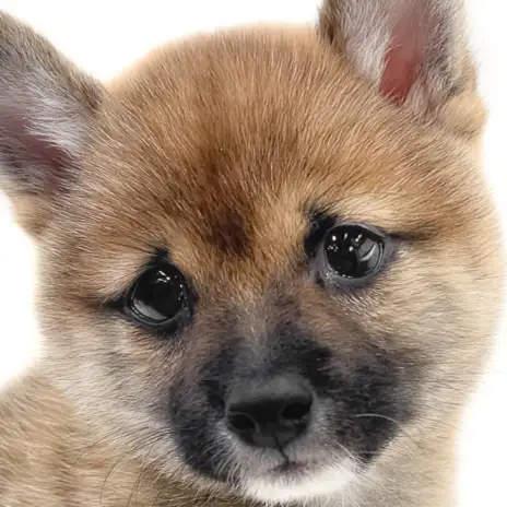【 豆柴 】困り顔は優しさの象徴!全国で愛される柴犬の魅力を詰め込んだ男の子!
