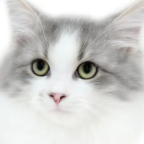 【 サイベリアン 】お猫様感も急上昇！？水玉模様が可愛いサイベくんの成長記録