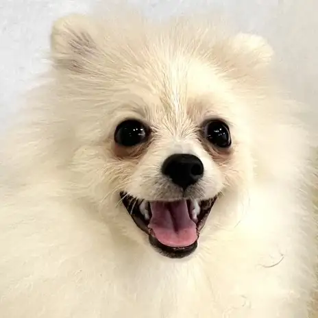 【 ポメラニアン 】先住犬がいるご家族へ！保育園で関わりを学ぶポメラニアン！