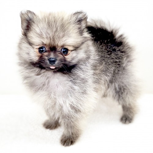 ポメラニアン ペットショップ マルワン 小さめ子犬 美形な子猫 初心者安心のサポート