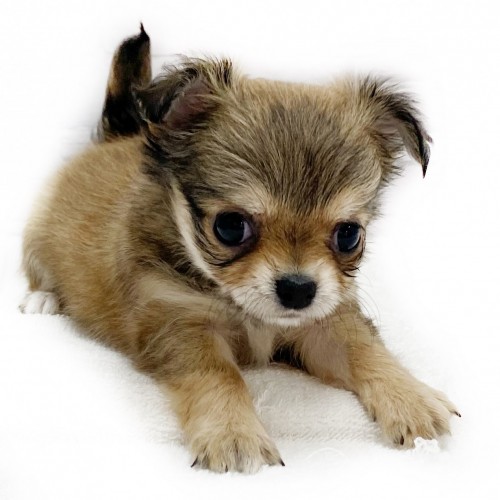 チワワ ペットショップ マルワン 小さめ子犬 美形な子猫 初心者安心のサポート