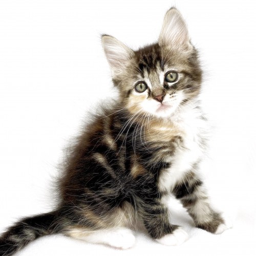 マルワンのメインクーン一覧 ペットショップ マルワン 小さめ子犬 美形な子猫 初心者安心のサポート